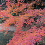 六義園 吹上茶屋 - 見ごろの紅葉