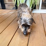 コズミックパラソルカフェ - 