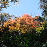 Rikugien Sakura Chaya - 快晴で色づき進む紅葉