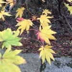 比叡山峰道レストラン - 外の紅葉は色付いて♫