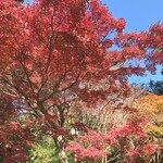 こころや - 北鎌倉の紅葉