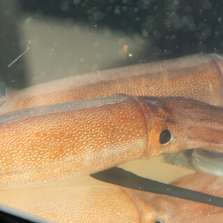 [Live Squid] We offer freshly cut squid that swims in an aquarium.