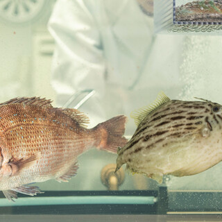 【活魚】新鮮な捌きたてのお魚ご提供いたします