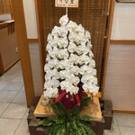 わたべ - 祝福の胡蝶蘭