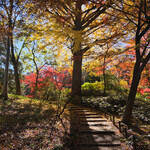 六義園 休息所 - 快晴で美しい散り始めの紅葉