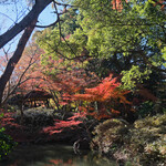 六義園 休息所 - 快晴で美しい散り始めの紅葉