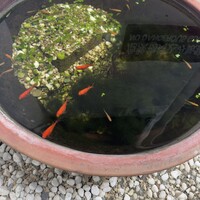 白碗竹快樓 赤坂店 - 