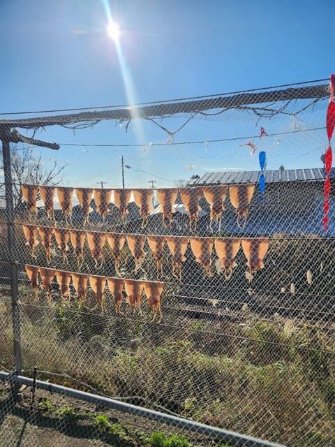 磯舟焼いか - 岩館（日本料理）の写真