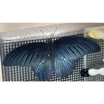 焼きもの家 慶 - 柑橘の葉だけをモリモリ食べる黒アゲハ。常緑だから餌には事欠かないけど、活動するための気温が。サナギで越冬するのかなと思っていた。黒アゲハの背中側は、特に羽化した直後は、エモ言われぬ深い青である。