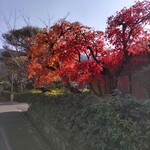 ブルーボトルコーヒー - 戸建てのおうちのお庭にこんな立派な木があって紅葉したら最高ですよねぇ。羨ましい。