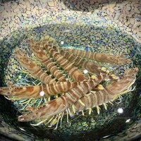鮨くにみつ - 