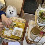 別邸 石の家 - わんこ大満足