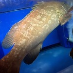 あら鍋 クエ料理とイカ活造り 博多かんべえ 春吉天神邸 - 