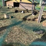 レークヒル・ファーム - 