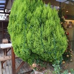 シャロン - 映えイルミ：2023/12/16