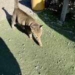 山越うどん - 可愛い猫ちゃんがいます。