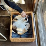 Sacano sita - お客さん用の荷物入れでくつろぐ看板猫のぷーさん