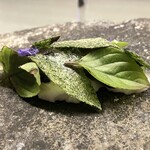 アントシカダ - 