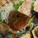 鍵屋 - キジハタ姿造り　アコウです