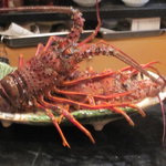 新和食 きくい - 伊勢海老はお刺身で！