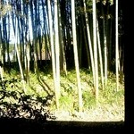 そば処　古庵 - 窓からの竹林。癒されます。