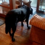 Midsummer Cafe 夏至茶屋 - ラブちゃん健在！