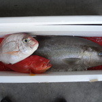 ちゃきちゃき - 奄美から・・・鯛、カンパチ・ハタ系（名前不明）