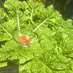 炭火焼き肉 鹿鳴 - 