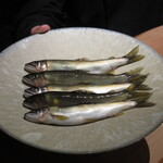 トレイス - 郡上鮎