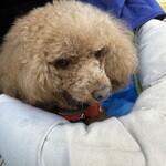 TASTY PLACE THE DINING - この日のシェリ①