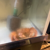恵比寿 蟹よし - 