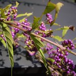 そば蔵 谷川 - 谷川庭の秋