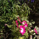 そば蔵 谷川 - 谷川の花