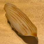 寿し おおはた - 