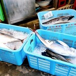 田中鮮魚店 - 鰹