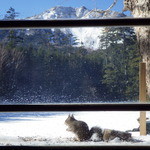 しらびそ小屋 - 天狗岳、ミドリ池、リス