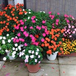 大和屋菓子舗 - お店の前の花が奇麗だった、オモウマい店が来ちゃいますよ