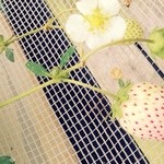 ストロベリーフィールズ - 