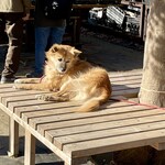 Saya Soyo - 小林園のアイドルの犬くん。とてもおとなしいいい子でした(^o^)