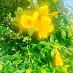 ミルミル本舗 - 