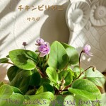 コチン ニヴァース - 