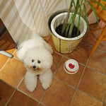 DOG DEPT - 豆乳ジェラートまだですか？