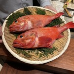 スガラボヴィー - 