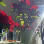 JiProign - 冬至の日高度30度まで低下した太陽が部屋の奥まで差し込みポインセチアを照らす^_^。