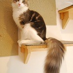 ラグドール - せんんちゃんはノルウェージャンです。