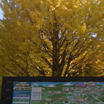 22862481 - 高尾山口駅の地図と見事な銀杏の木