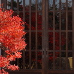 柳家 - ２５１１２４（日）