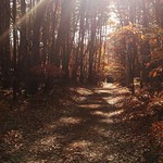 たび茶 - たび茶はゴトゴト小道の先に＾＾