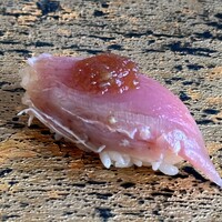 SUSHI TOKYO TEN、 六本木店 - 