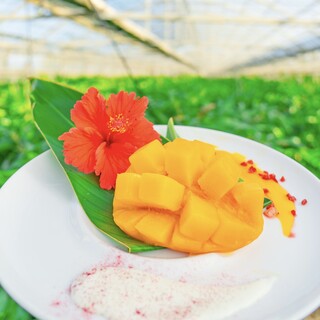 Blue Turtle Farm Mango Cafe_1